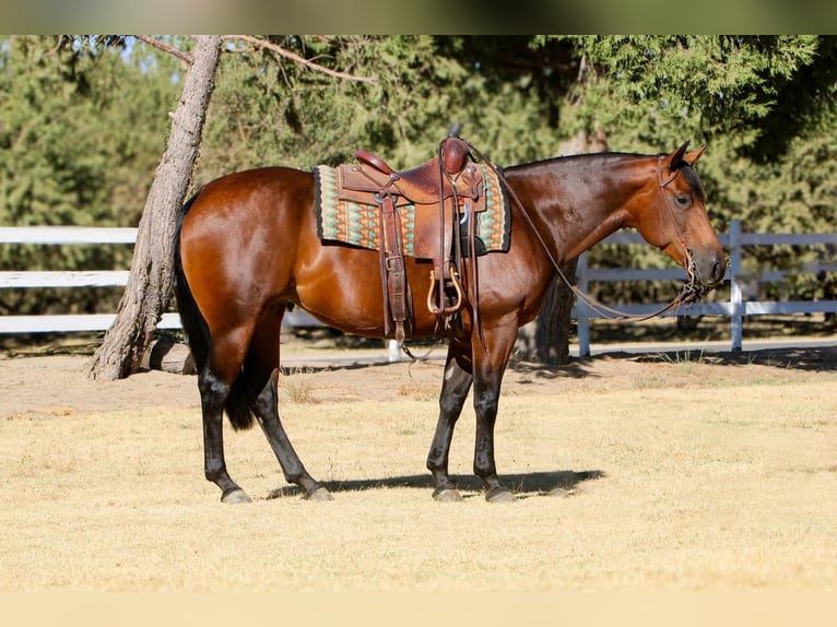 American Quarter Horse Giumenta 5 Anni 152 cm Baio ciliegia in Waterford, CA