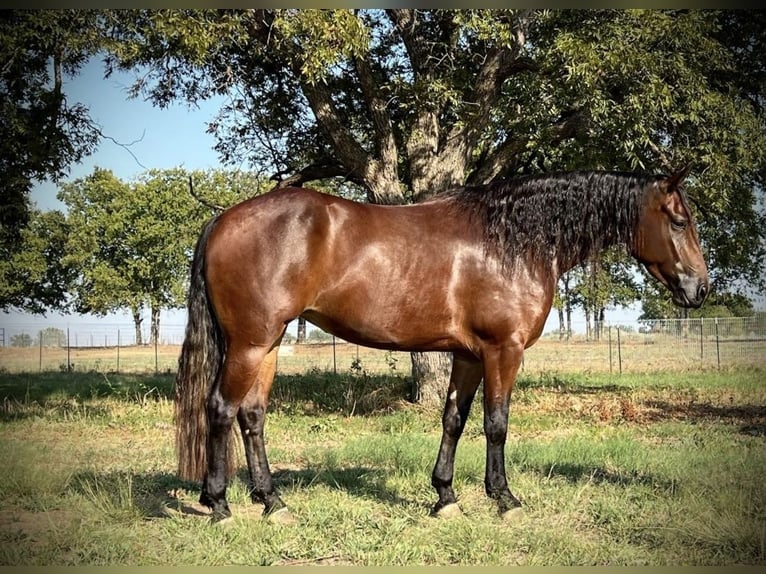 American Quarter Horse Giumenta 5 Anni 152 cm Baio ciliegia in Lipan