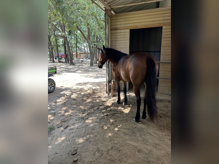 American Quarter Horse Giumenta 5 Anni 152 cm Baio ciliegia in Lipan