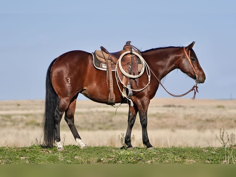 American Quarter Horse Giumenta 5 Anni 152 cm Baio ciliegia in Canadian