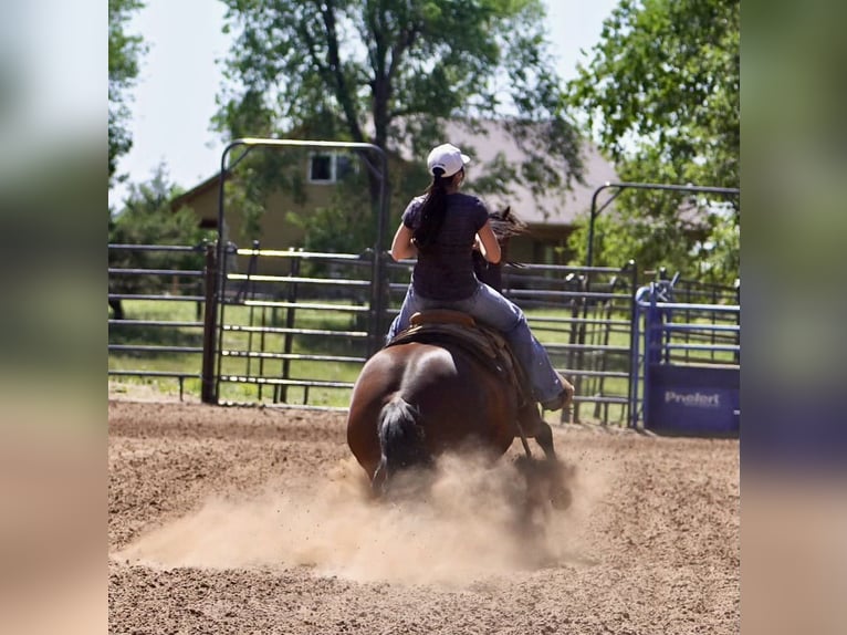 American Quarter Horse Giumenta 5 Anni 152 cm Baio ciliegia in Canadian