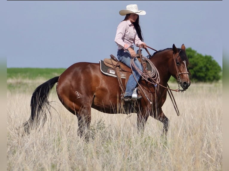 American Quarter Horse Giumenta 5 Anni 152 cm Baio ciliegia in Canadian