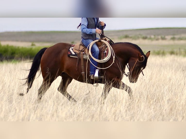 American Quarter Horse Giumenta 5 Anni 152 cm Baio ciliegia in Canadian