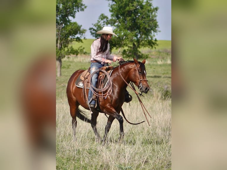 American Quarter Horse Giumenta 5 Anni 152 cm Baio ciliegia in Canadian