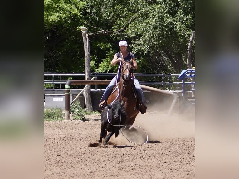 American Quarter Horse Giumenta 5 Anni 152 cm Baio ciliegia in Canadian