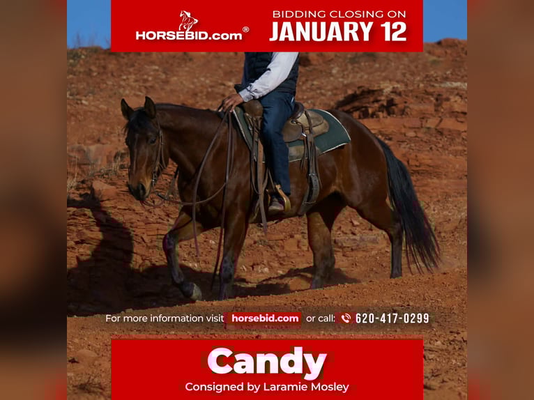 American Quarter Horse Giumenta 5 Anni 152 cm Baio ciliegia in Canyon