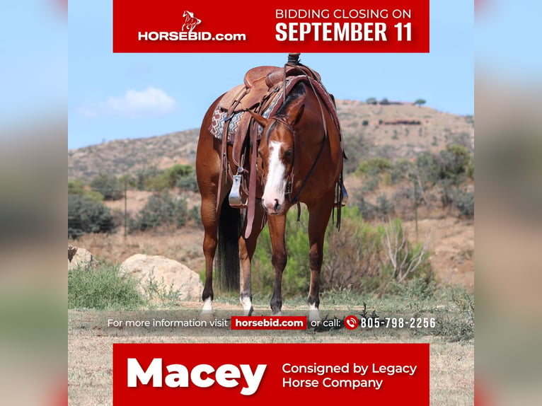 American Quarter Horse Giumenta 5 Anni 152 cm Baio ciliegia in Dewey, AZ