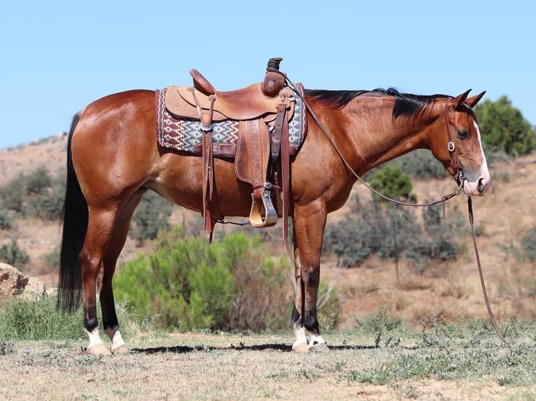 American Quarter Horse Giumenta 5 Anni 152 cm Baio ciliegia in Dewey, AZ