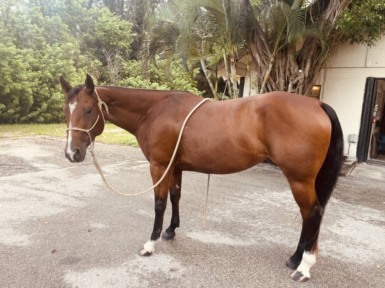 American Quarter Horse Giumenta 5 Anni 152 cm Baio ciliegia in Delray Beach