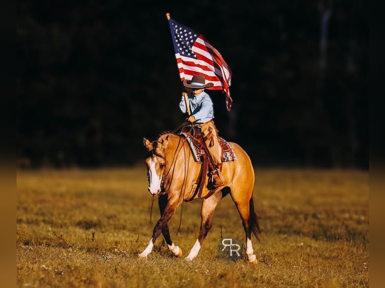 American Quarter Horse Giumenta 5 Anni 152 cm Falbo in Lyles, TN