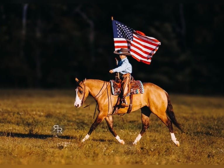 American Quarter Horse Giumenta 5 Anni 152 cm Falbo in Lyles, TN
