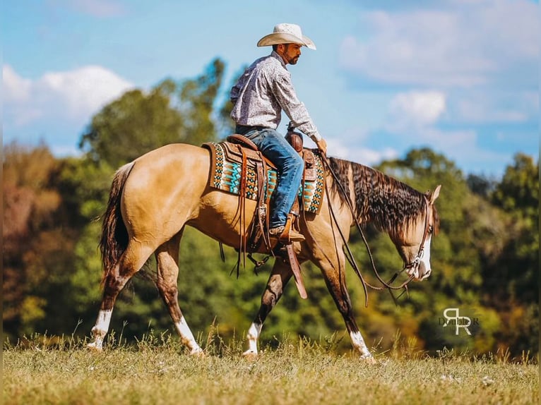 American Quarter Horse Giumenta 5 Anni 152 cm Falbo in Lyles, TN