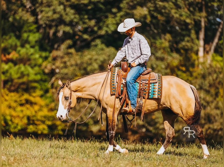 American Quarter Horse Giumenta 5 Anni 152 cm Falbo in Lyles, TN