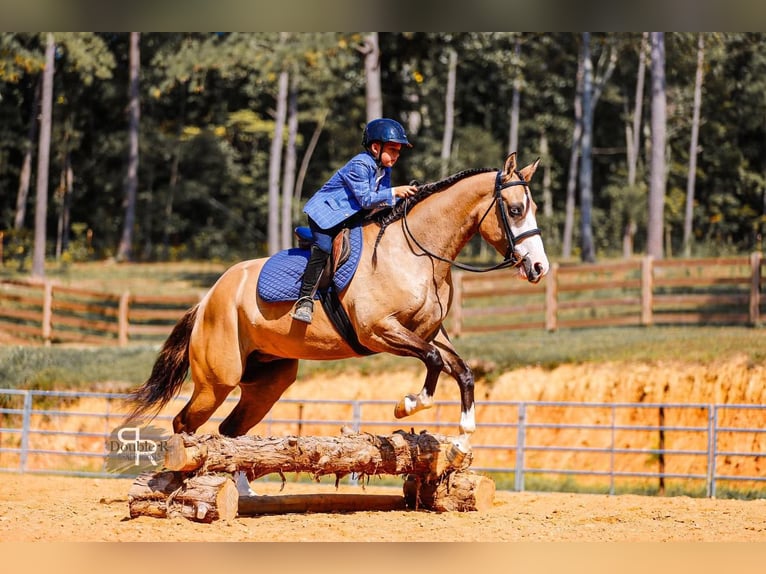 American Quarter Horse Giumenta 5 Anni 152 cm Falbo in Lyles, TN