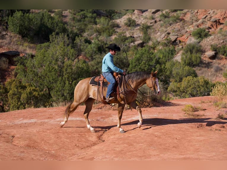 American Quarter Horse Giumenta 5 Anni 152 cm Falbo in Canyon