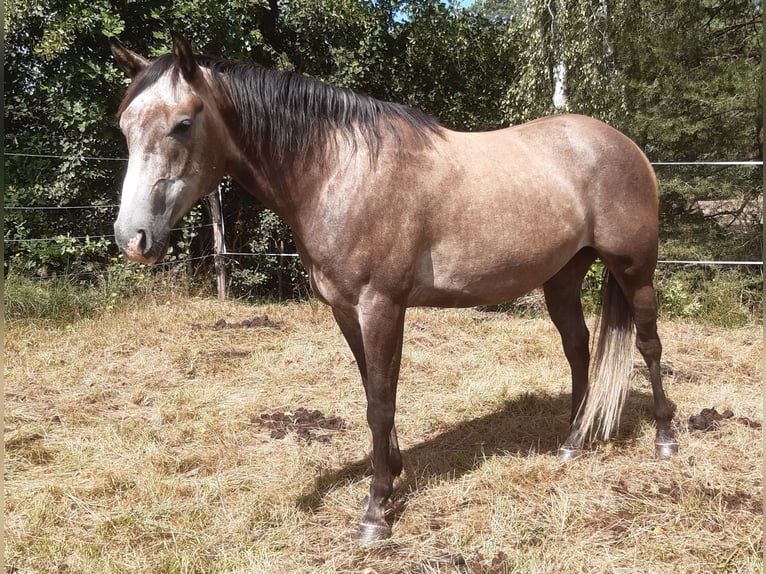 American Quarter Horse Giumenta 5 Anni 152 cm Grigio ferro in Finsterwalde