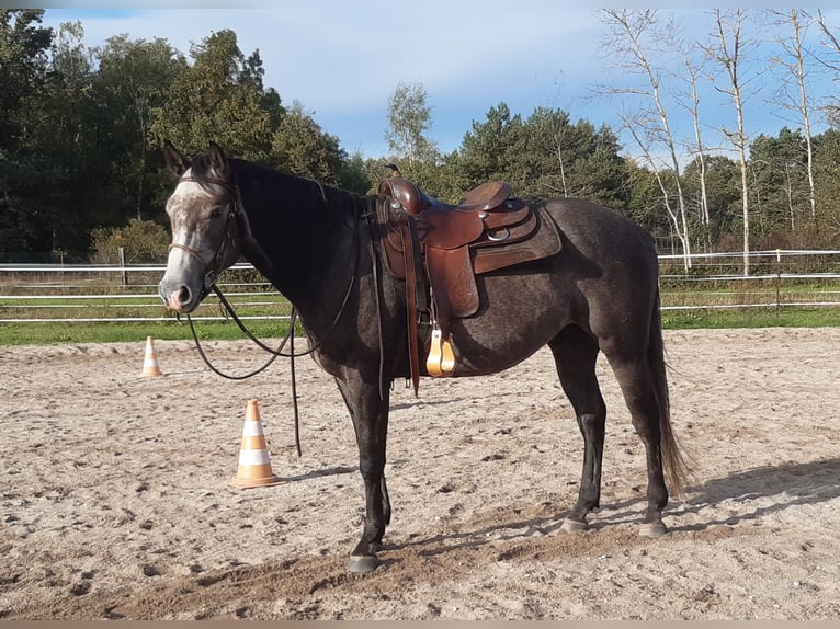 American Quarter Horse Giumenta 5 Anni 152 cm Grigio ferro in Finsterwalde