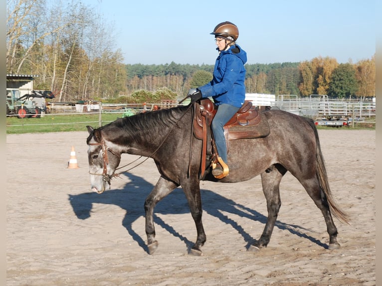 American Quarter Horse Giumenta 5 Anni 152 cm Grigio ferro in Finsterwalde