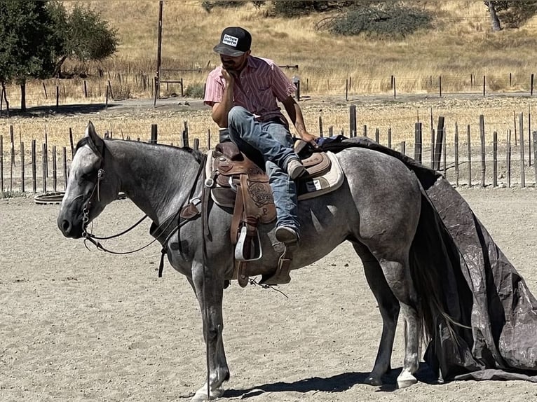 American Quarter Horse Giumenta 5 Anni 152 cm Grigio pezzato in Paicines CA