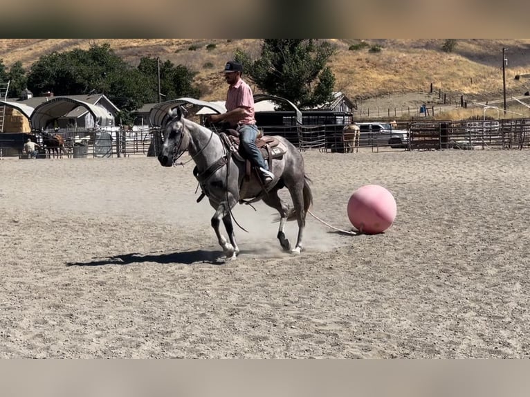 American Quarter Horse Giumenta 5 Anni 152 cm Grigio pezzato in Paicines CA