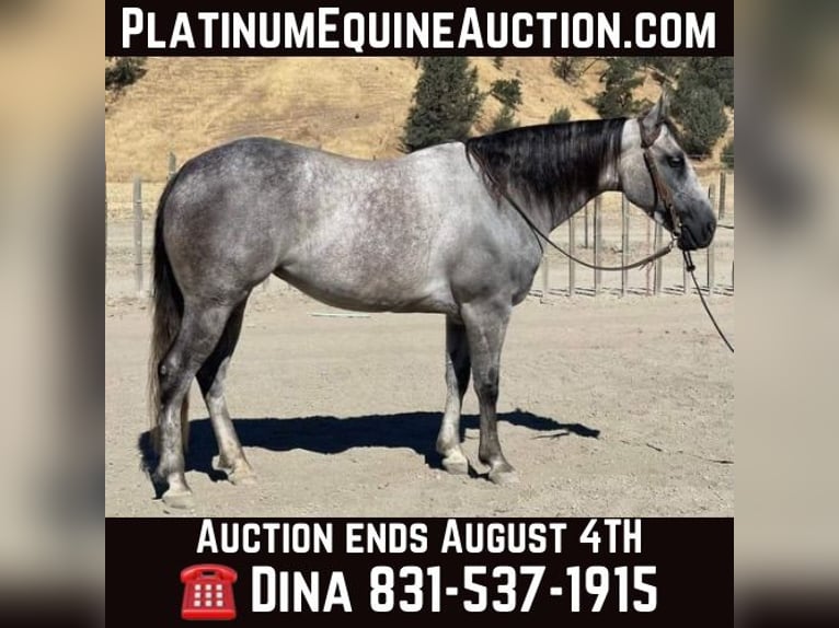 American Quarter Horse Giumenta 5 Anni 152 cm Grigio pezzato in Paicines CA