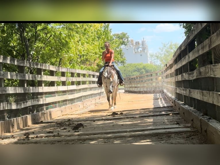 American Quarter Horse Giumenta 5 Anni 152 cm Grigio in Dennis