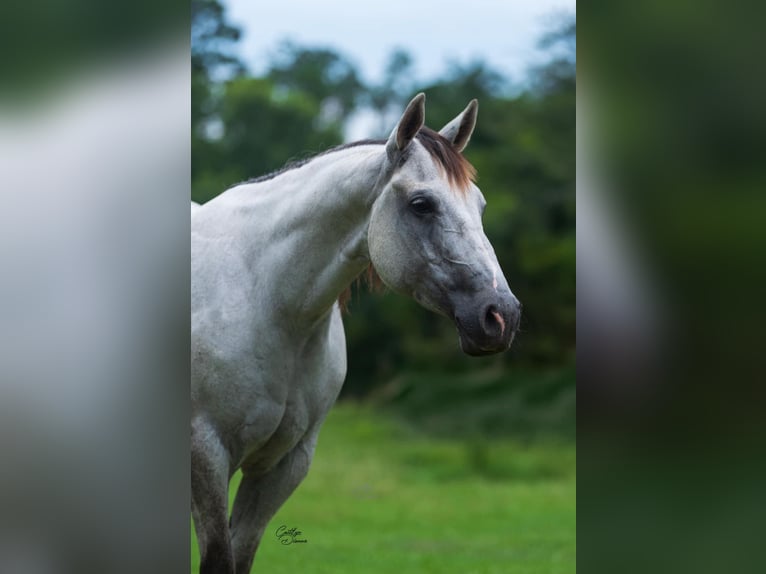 American Quarter Horse Giumenta 5 Anni 152 cm Grigio in Dennis