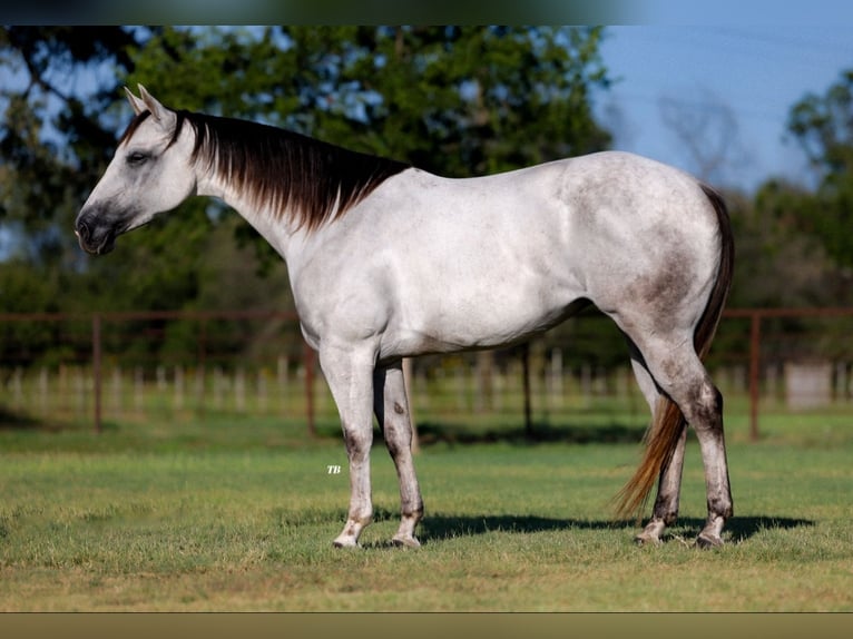 American Quarter Horse Giumenta 5 Anni 152 cm Grigio in Dennis