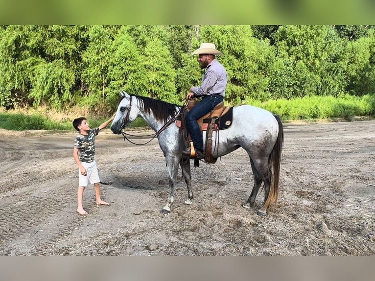 American Quarter Horse Giumenta 5 Anni 152 cm Grigio in Dennis