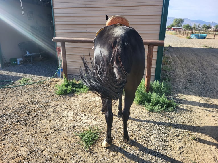 American Quarter Horse Giumenta 5 Anni 152 cm Morello in Battle Mountain