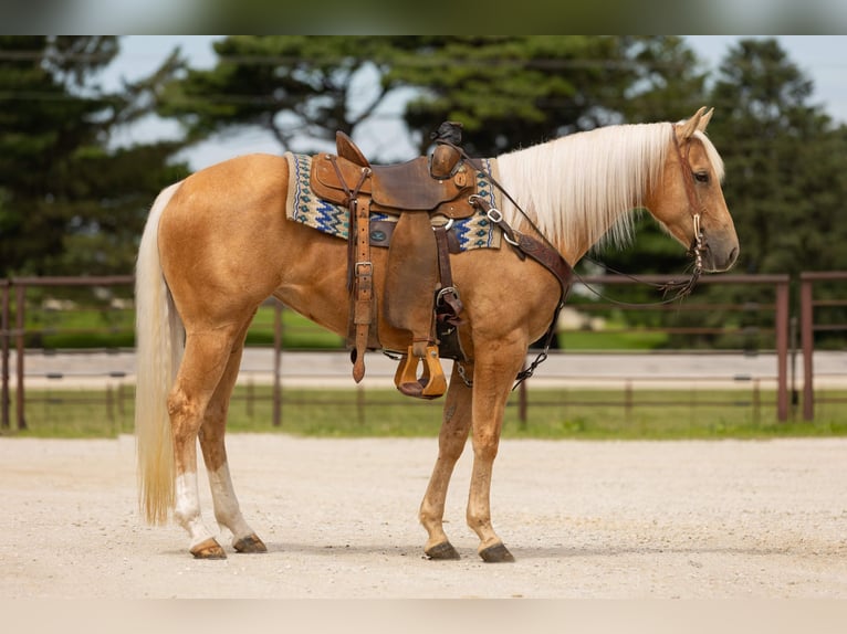 American Quarter Horse Giumenta 5 Anni 152 cm Palomino in Decorah