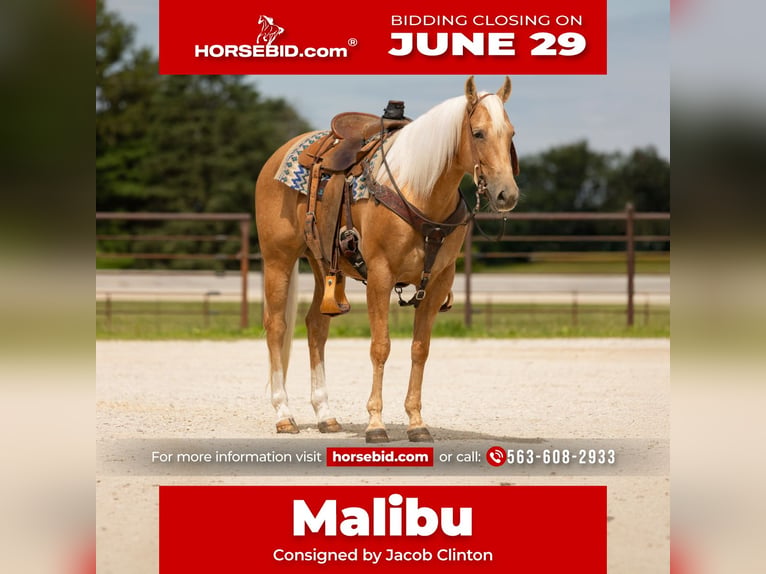 American Quarter Horse Giumenta 5 Anni 152 cm Palomino in Decorah