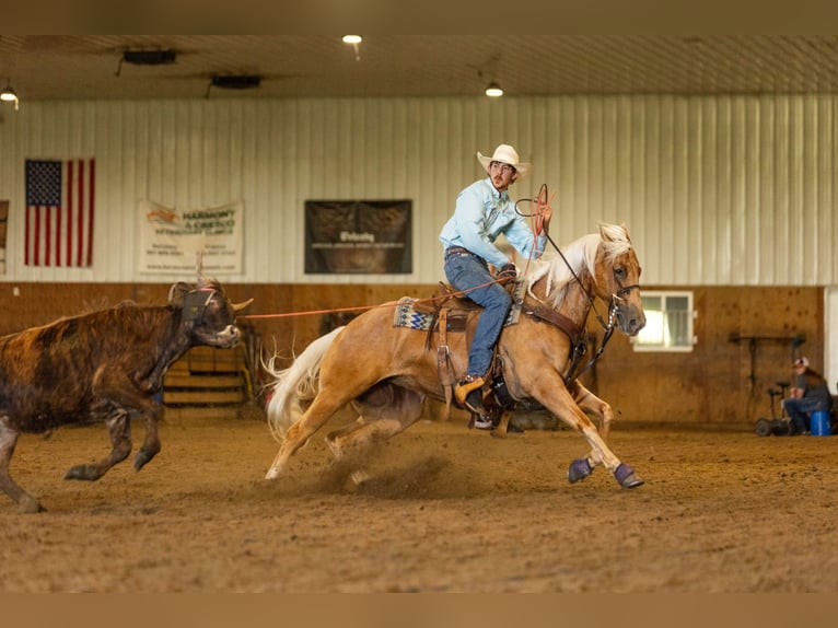 American Quarter Horse Giumenta 5 Anni 152 cm Palomino in Decorah