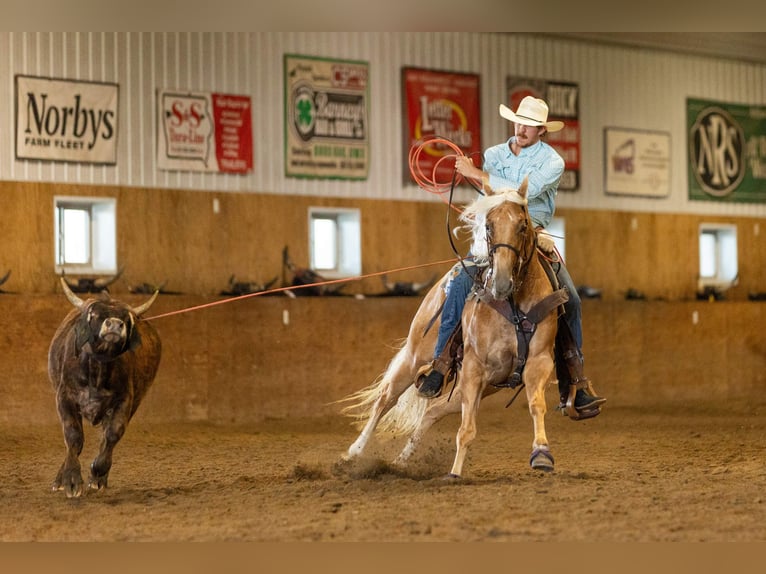 American Quarter Horse Giumenta 5 Anni 152 cm Palomino in Decorah