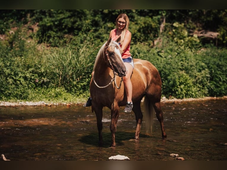 American Quarter Horse Giumenta 5 Anni 152 cm Palomino in Mount Vernon, MO