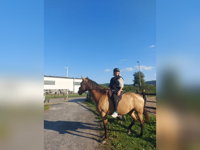 American Quarter Horse Giumenta 5 Anni 152 cm Pelle di daino in FröndenbergFröndenberg