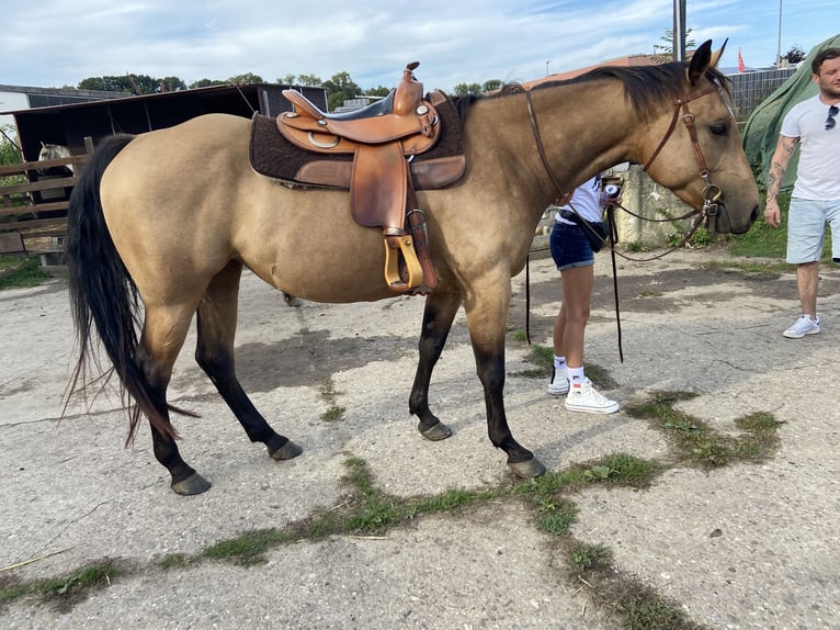 American Quarter Horse Giumenta 5 Anni 152 cm Pelle di daino in FröndenbergFröndenberg