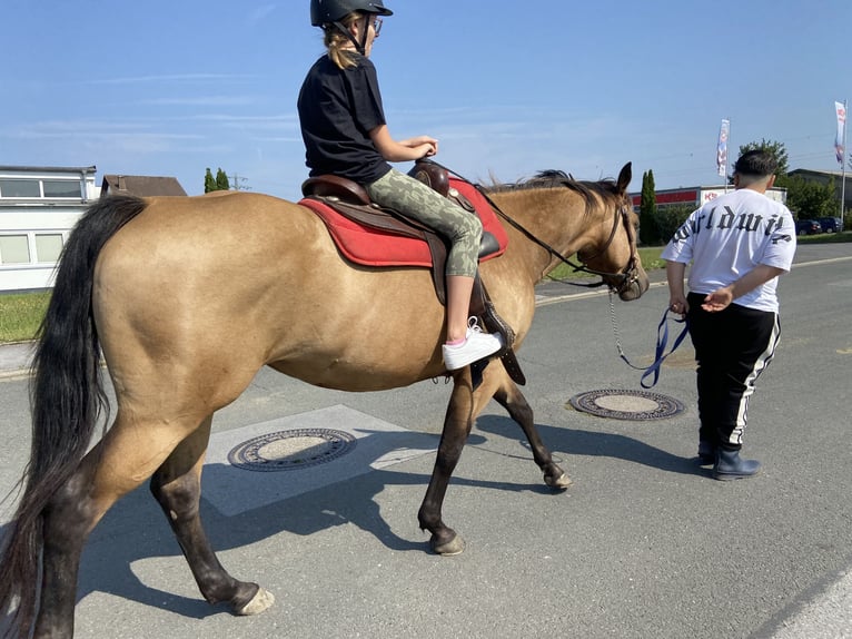 American Quarter Horse Giumenta 5 Anni 152 cm Pelle di daino in FröndenbergFröndenberg