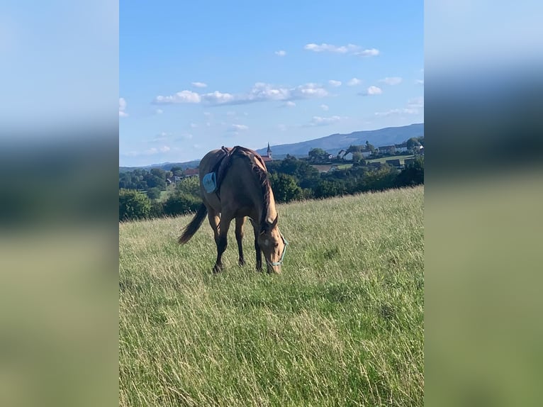 American Quarter Horse Giumenta 5 Anni 152 cm Pelle di daino in FröndenbergFröndenberg