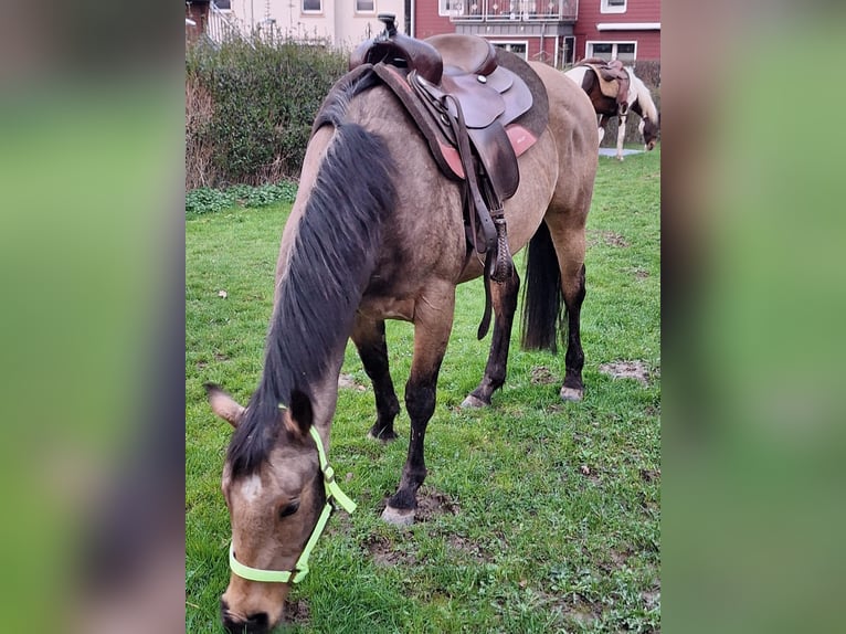 American Quarter Horse Giumenta 5 Anni 152 cm Pelle di daino in FröndenbergFröndenberg