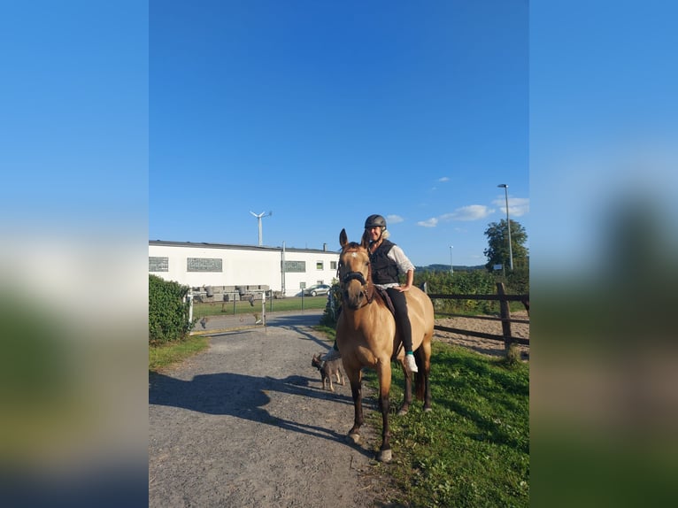 American Quarter Horse Giumenta 5 Anni 152 cm Pelle di daino in FröndenbergFröndenberg