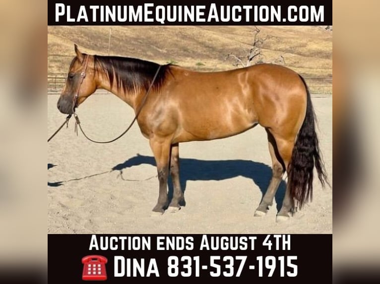 American Quarter Horse Giumenta 5 Anni 152 cm Pelle di daino in Paicines CA