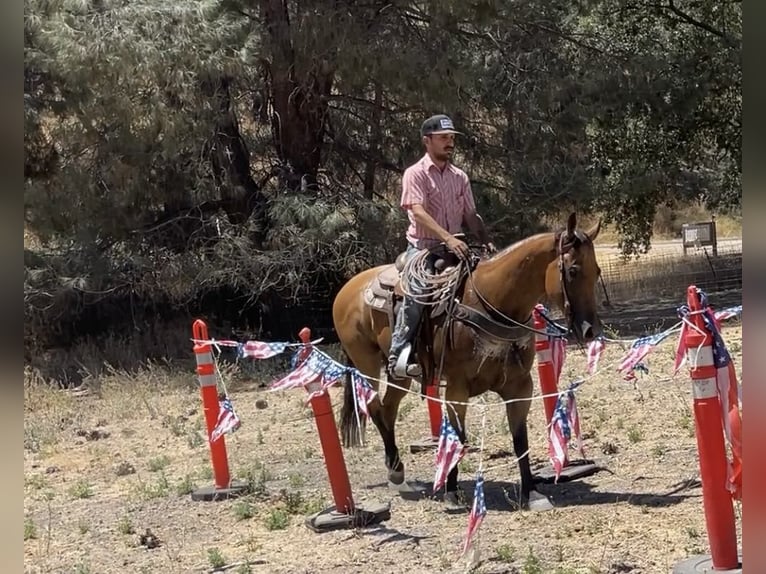 American Quarter Horse Giumenta 5 Anni 152 cm Pelle di daino in Paicines CA