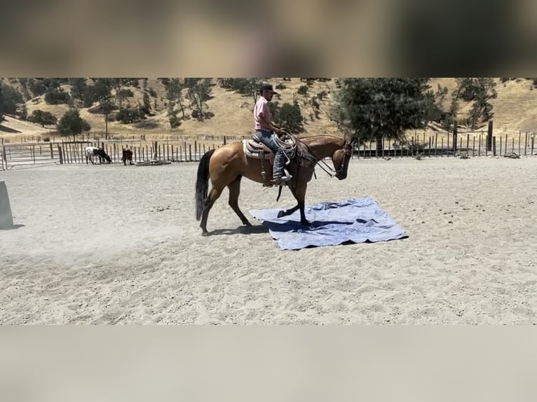 American Quarter Horse Giumenta 5 Anni 152 cm Pelle di daino in Paicines CA