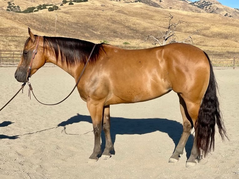 American Quarter Horse Giumenta 5 Anni 152 cm Pelle di daino in Paicines CA