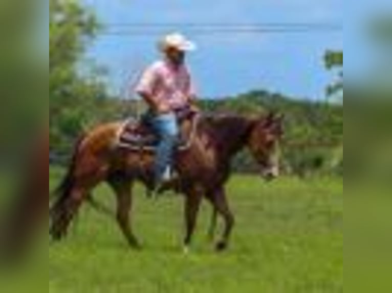 American Quarter Horse Giumenta 5 Anni 152 cm Pelle di daino in Stephenville TX