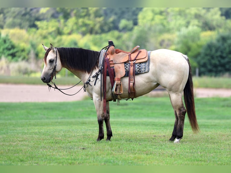 American Quarter Horse Giumenta 5 Anni 152 cm Pelle di daino in Cannon Falls