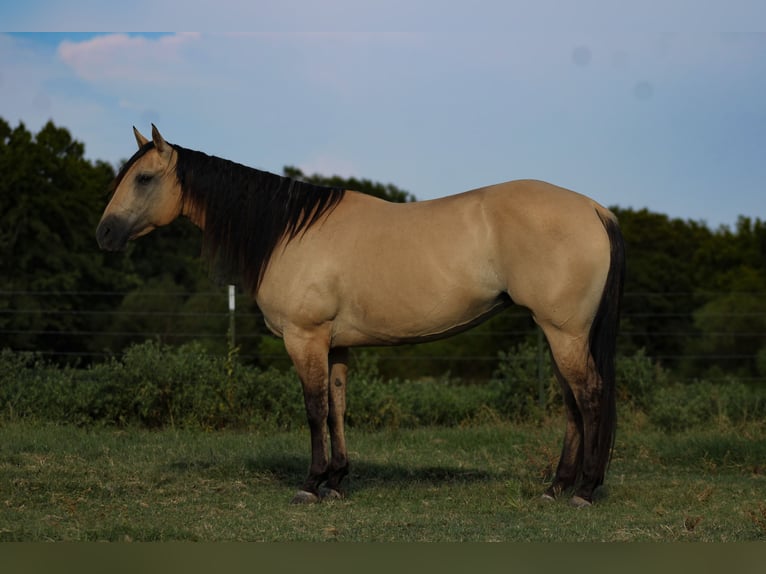 American Quarter Horse Giumenta 5 Anni 152 cm Pelle di daino in Baxter Springs