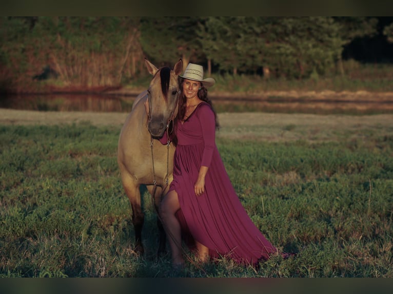 American Quarter Horse Giumenta 5 Anni 152 cm Pelle di daino in Baxter Springs