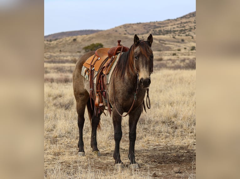 American Quarter Horse Giumenta 5 Anni 152 cm Pelle di daino in Camp Verde, AZ